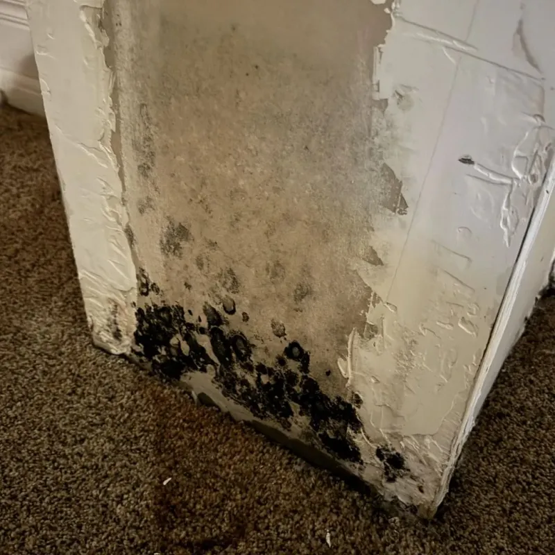 Professional Mold Removal in Republic County, KS